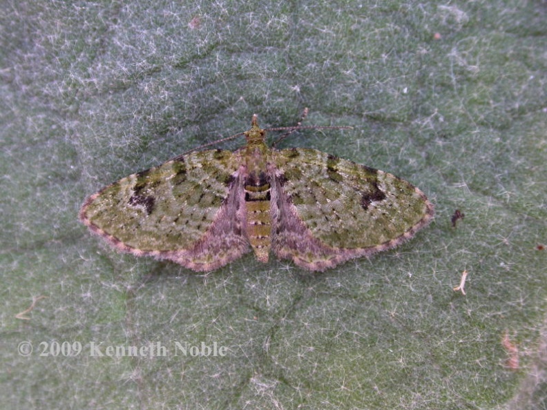 v-pug ex7646 _800_.JPG